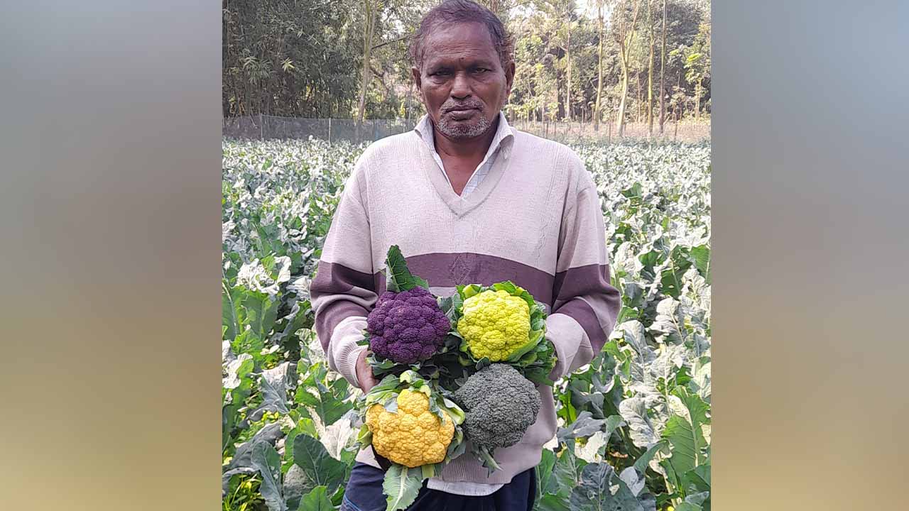 চিরিরবন্দরে রঙিন ফুলকপি চাষে মতিয়ারের বাজিমাত