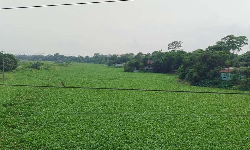 কচুরিপানার দখলে তিতাস নদী