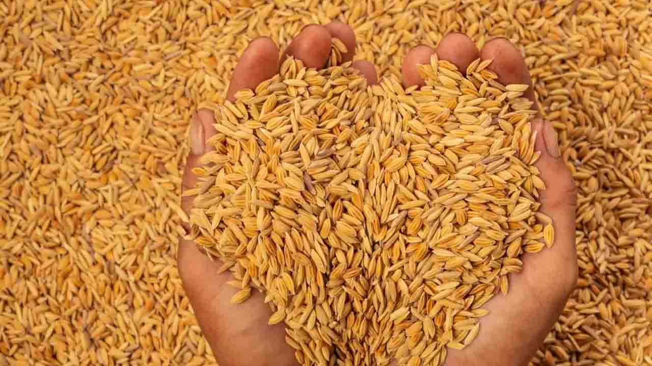 লালমনিরহাটে ৮৬ হাজার হেক্টরে আমন চাষ