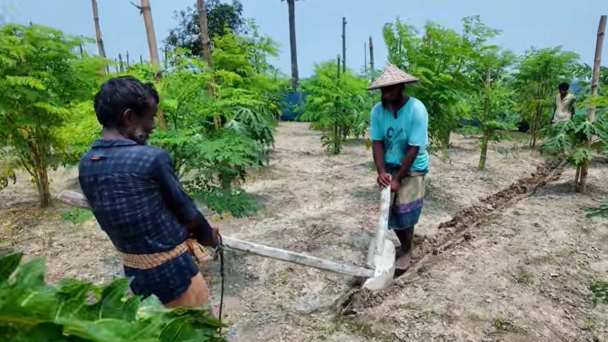 আধুনিক যুগেও লাঙলের কদর: কৃষিতে ঐতিহ্যের ছোঁয়া