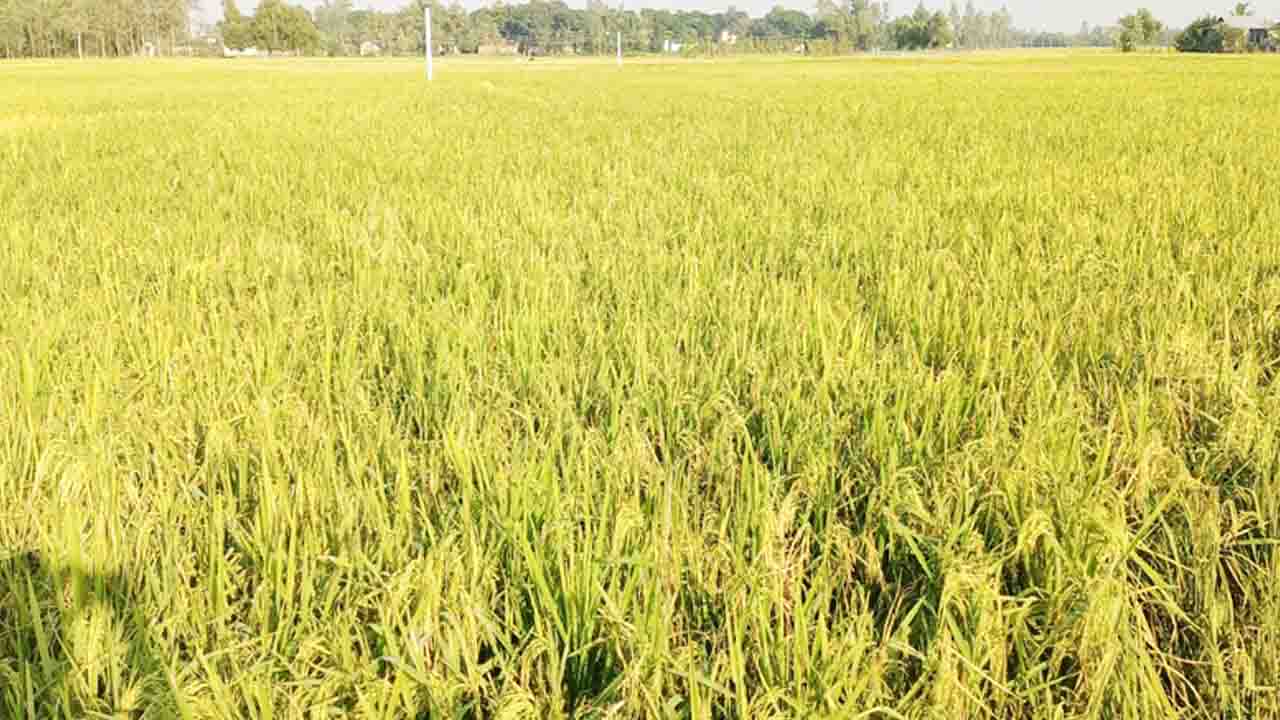 চরফ্যাশনে রোপা আমন ধানের বাম্পার ফলন, খুশি কৃষকরা