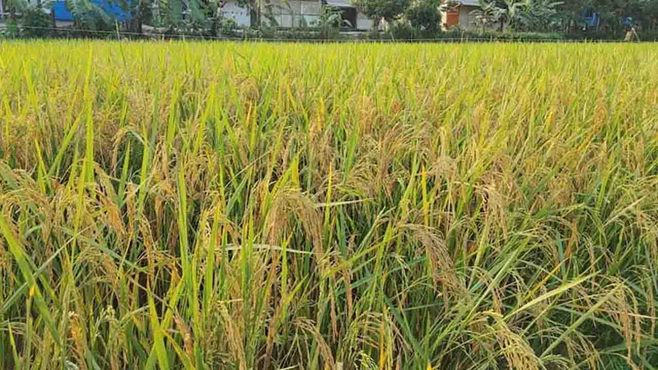 হাওরজুড়ে আমনের বাম্পার ফলন: লক্ষ্যমাত্রা ছাড়িয়ে যাচ্ছে উৎপাদন
