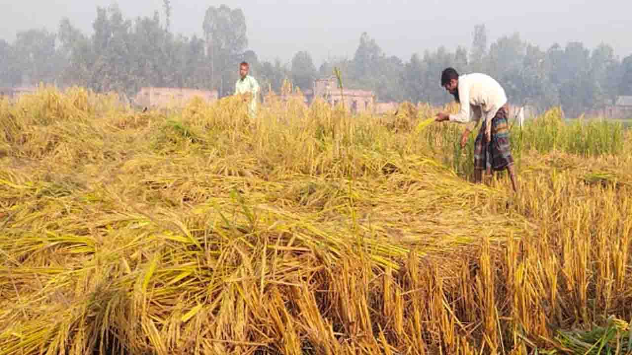 টাঙ্গাইলে রোপা আমনের বাম্পার ফলন, লক্ষ্যমাত্রা ছাড়িয়ে আবাদ