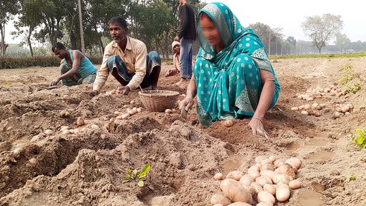 ফলন ভালো হলেও নেই দাম আলু চাষীদের চোখে পানি