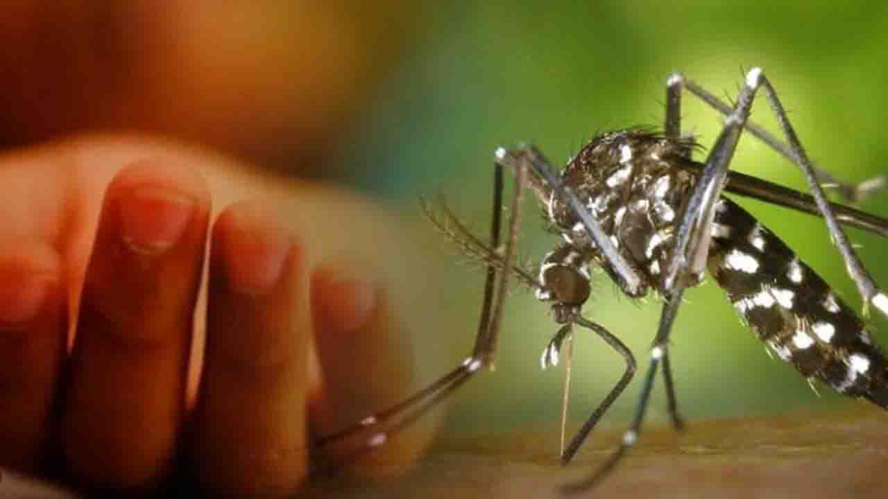 ২৪ ঘণ্টায় ডেঙ্গুতে ৮ জনের মৃত্যু, হাসপাতালে ভর্তি ৭৭৮ জন