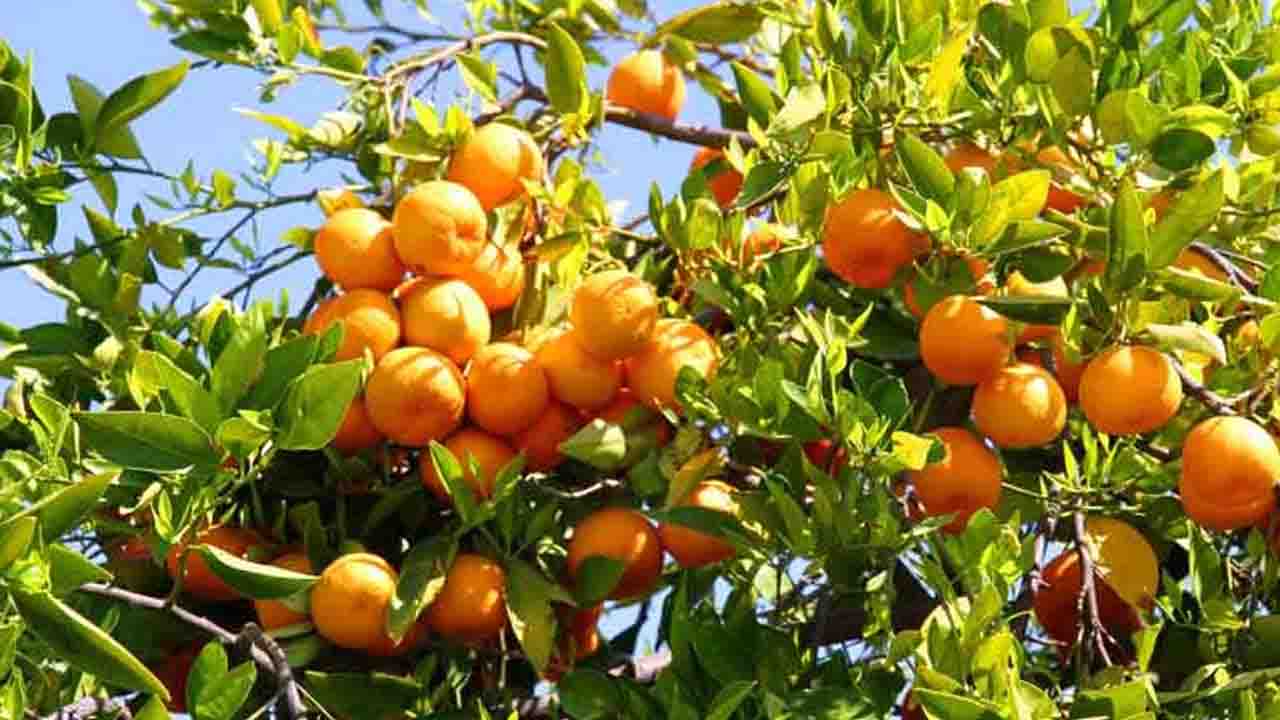 নীলফামারীতে বাণিজ্যিকভাবে চাষ হচ্ছে মাল্টা