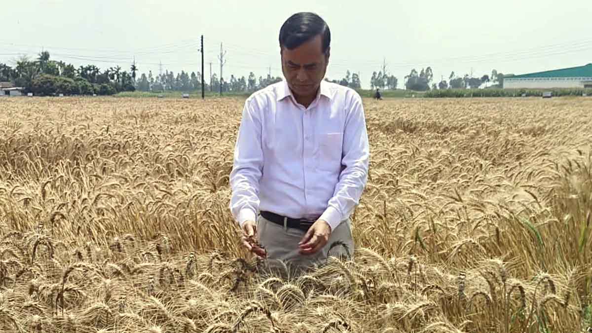 বিঘায় ২৮ মণ ফলন গমের নতুন ৫ জাত নিয়ে খুশি চাষিরা