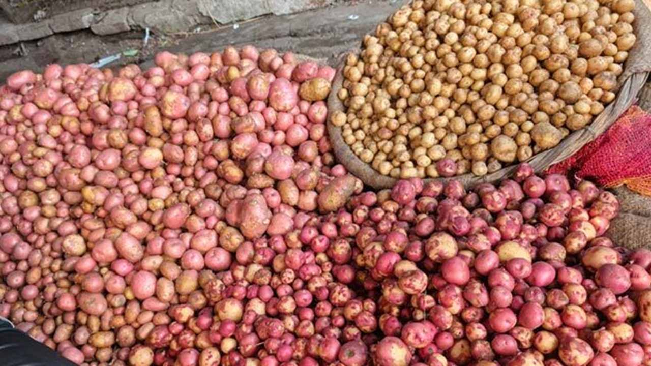 দিনাজপুরে কেজিতে ১০-২৫ টাকা বেড়েছে নতুন আলুর দাম