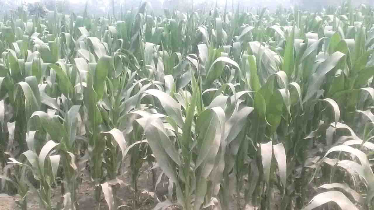 কাহারোলে ১১ হাজার ৬২০ হেক্টর জমিতে ভুট্টা চাষের লক্ষ্যমাত্রা