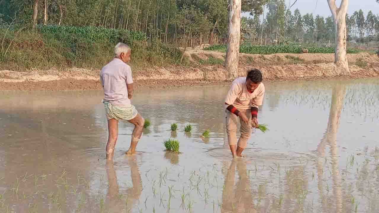 ঘোড়াঘাটে ঘন কুয়াশা কাটতেই বোরো চারা রোপণে ব্যস্ত কৃষক