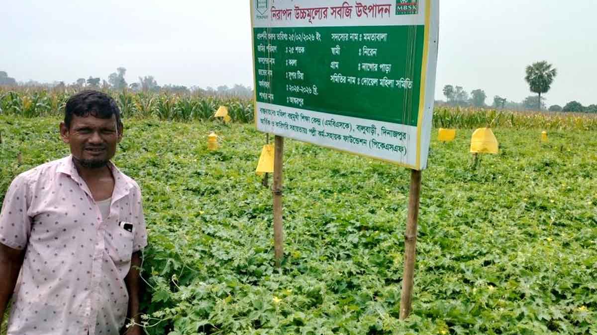 দিনাজপুরে নিরাপদ উচ্চমূল্যের সবজি চাষে লাভবান কৃষক