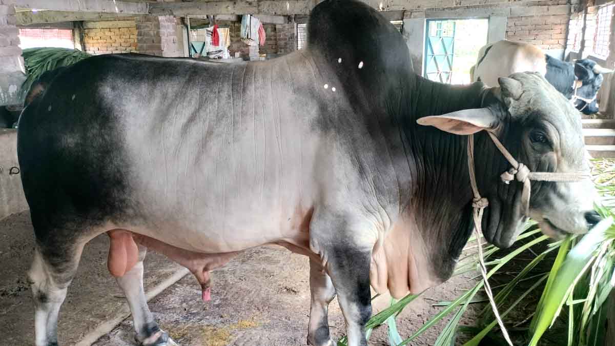 দিনাজপুরে কোরবানি হাট কাঁপাতে প্রস্তুত ‘রংবাজ’