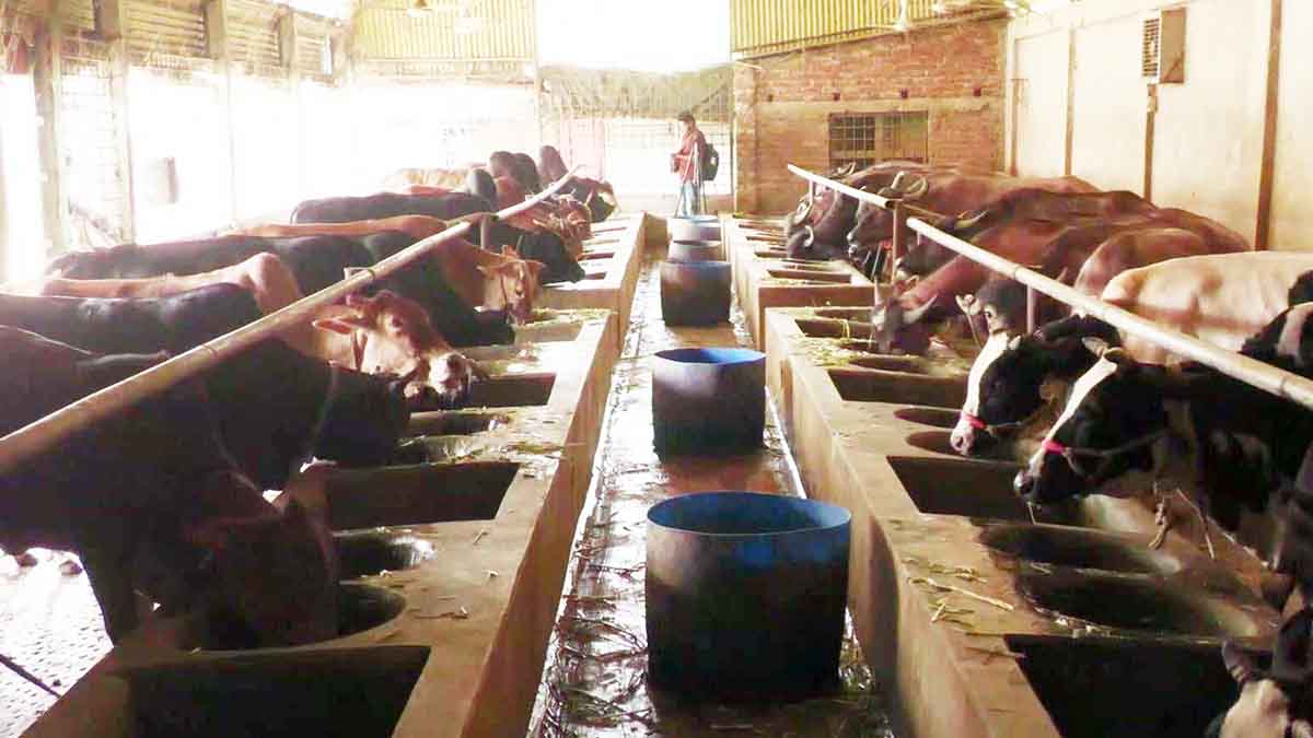 কোরবানির হাটে পশুর দাম নিয়ে দুশ্চিন্তায় দিনাজপুরের খামারিরা