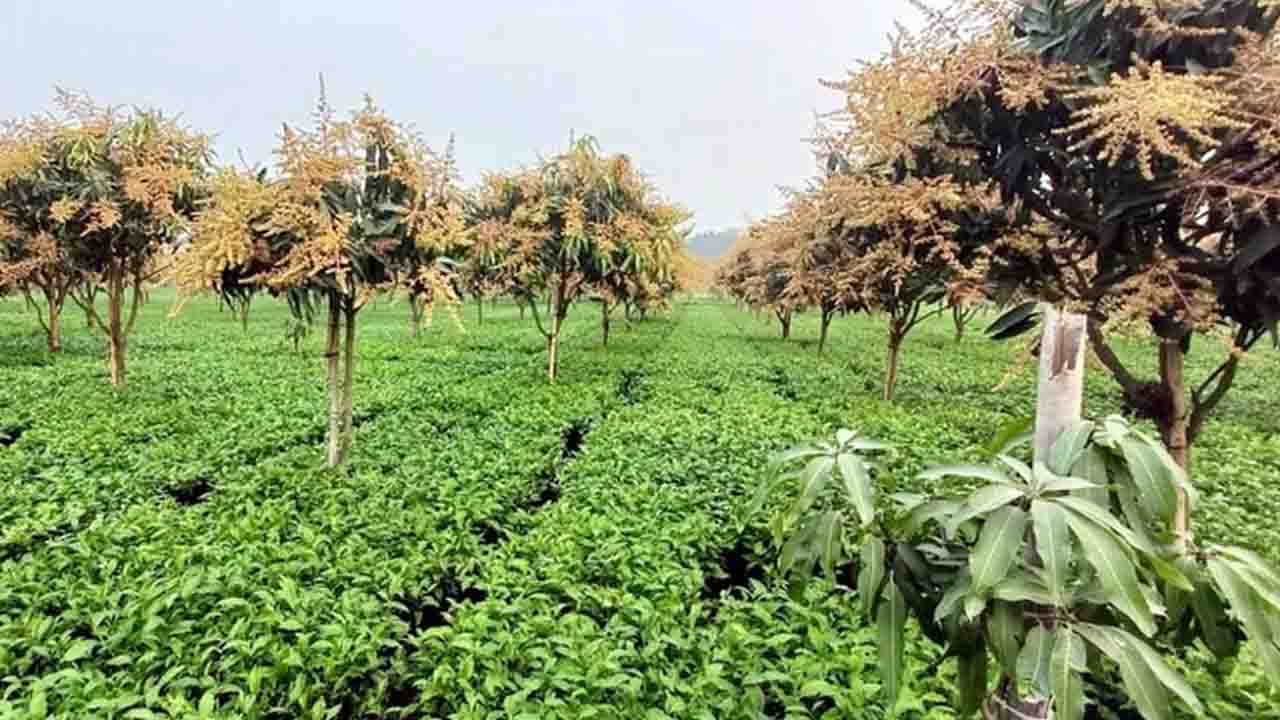 চা বাগানে আম চাষে নতুন বিপ্লব