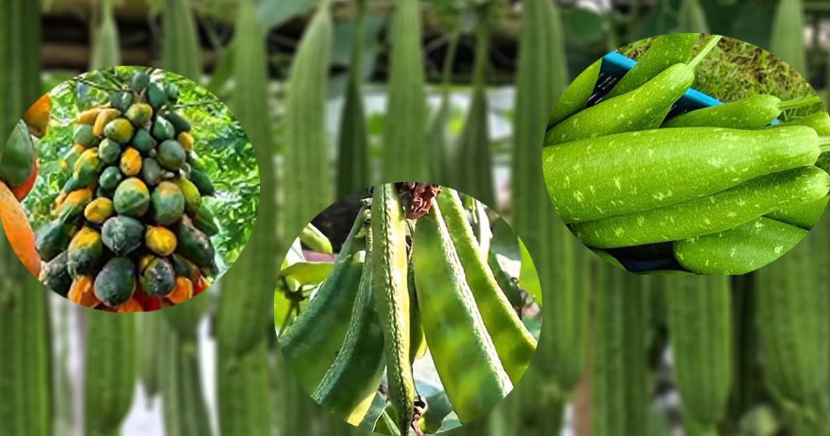 জুলাই ও আগস্ট মাসে লাভজনক সবজি চাষের সুবর্ণ সুযোগ
