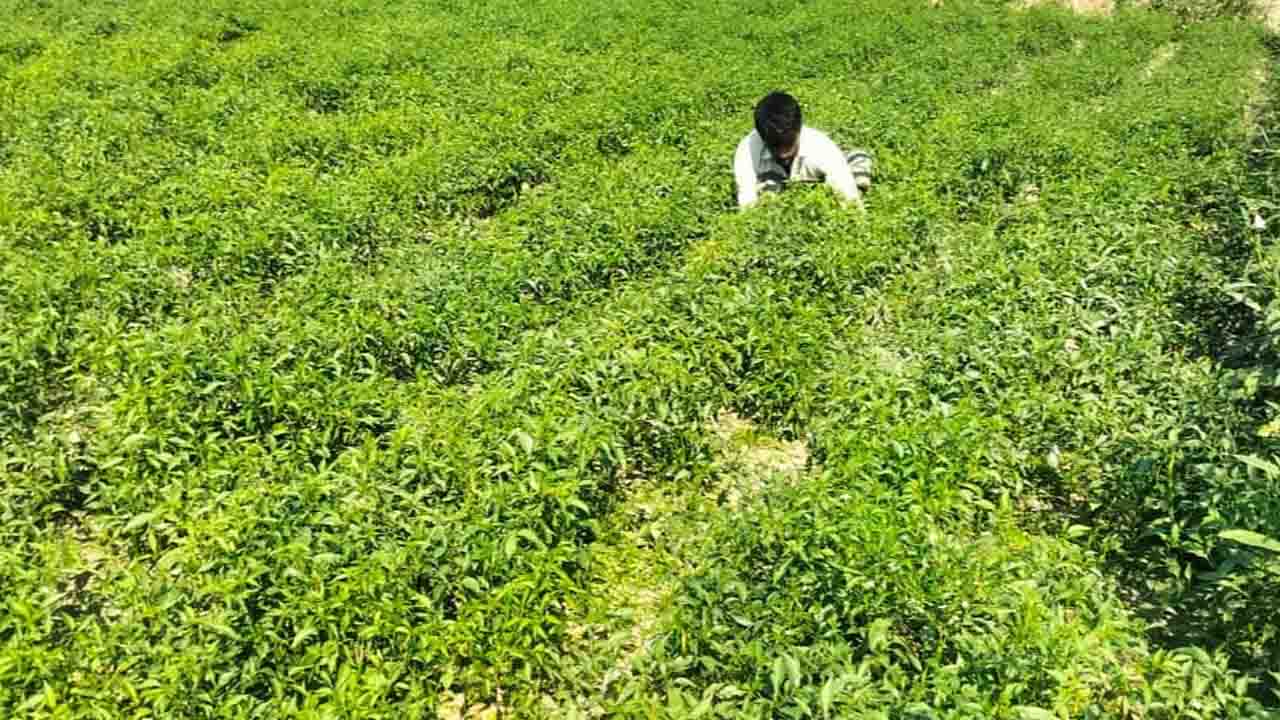 ঘোড়াঘাটে মরিচ চাষে ব্যস্ত সময় পার করছেন কৃষকরা