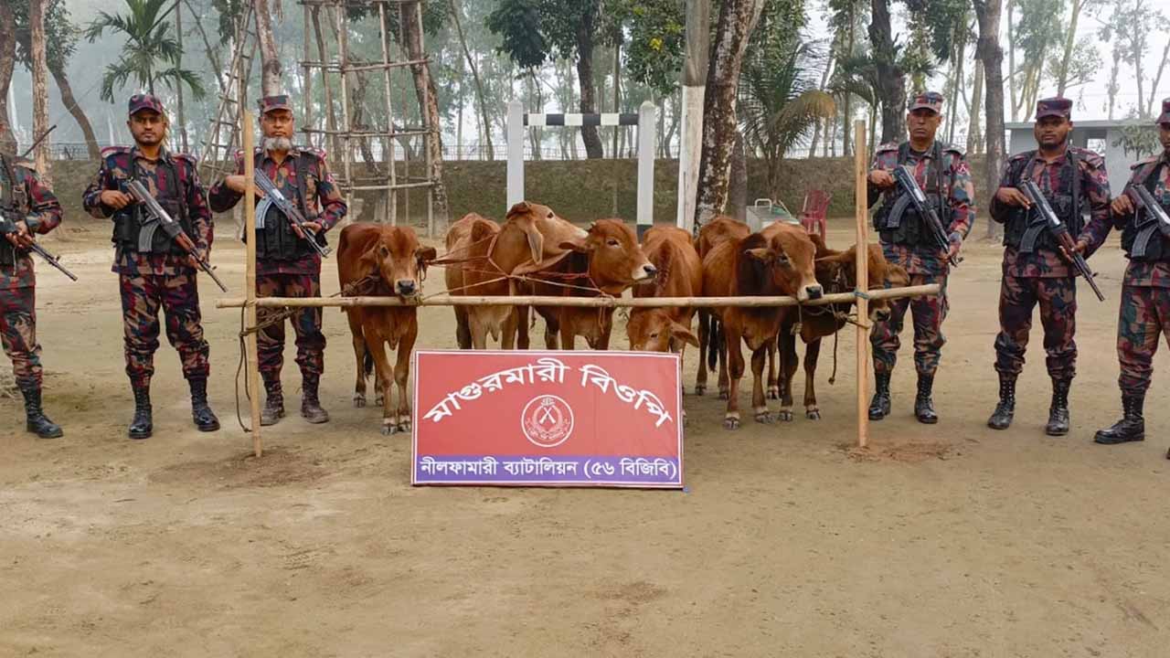 পঞ্চগড় সীমান্ত এলাকা থেকে গরুসহ বিভিন্ন মালামাল উদ্ধার করেছে বিজিবি