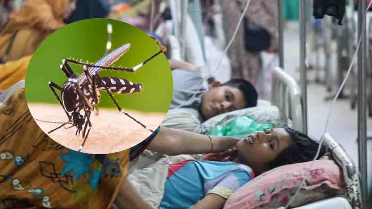 ২৪ ঘণ্টায় ডেঙ্গুতে ৭ জনের মৃত্যু, হাসপাতালে নতুন ভর্তি ৫৬৭