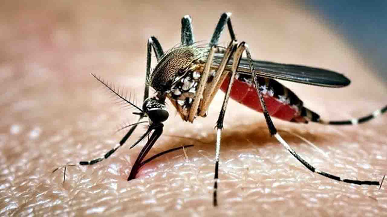 ডেঙ্গুতে একদিনে প্রাণ গেল আরও ৬ জনের