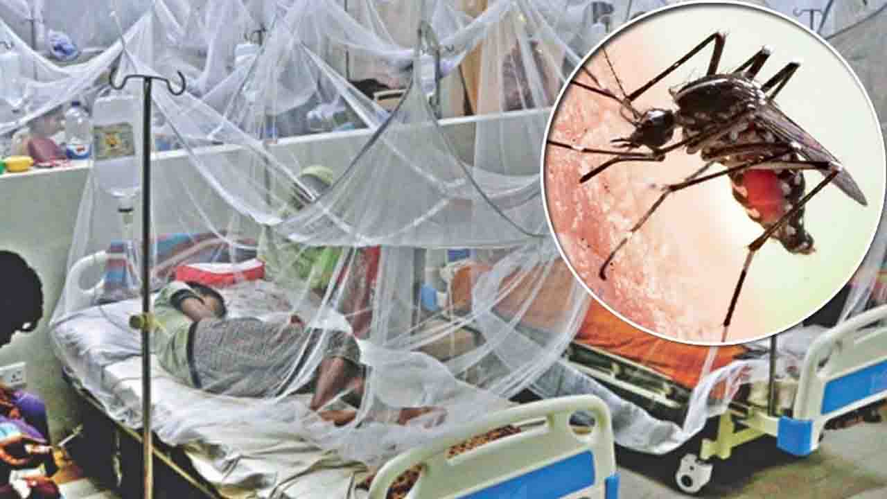 একদিনেই ডেঙ্গুতে ৪ জনের মৃত্যু, হাসপাতালে ভর্তি ৭৪৫ জন