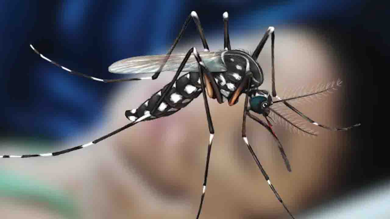 ডেঙ্গু আক্রান্ত হয়ে হাসপাতালে আরও ৪ শতাধিক রোগী
