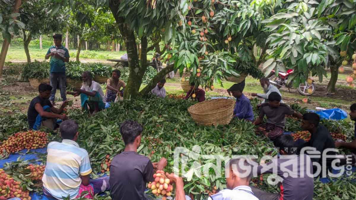 দিনাজপুরের বীরগঞ্জে লিচু সংগ্রহের ধুম, ব্যস্ত শ্রমিকরা