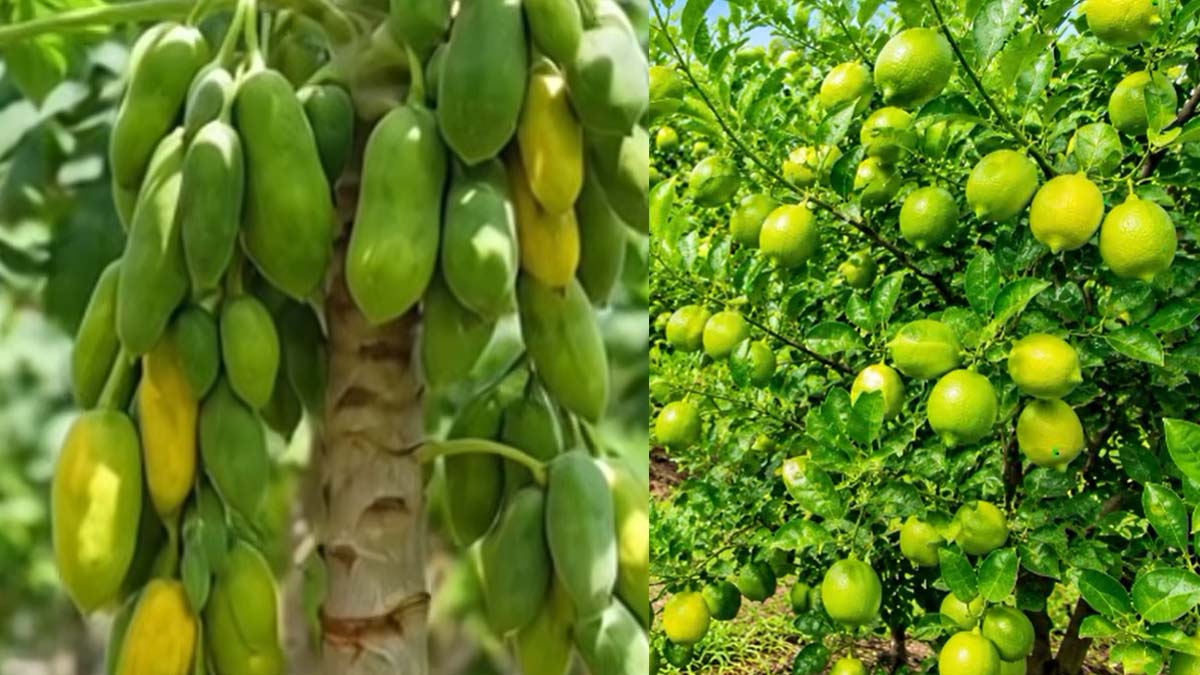 এক বিঘা জমিতে তিনটি লাভজনক কৃষি চাষ ও আয়ের কৌশল