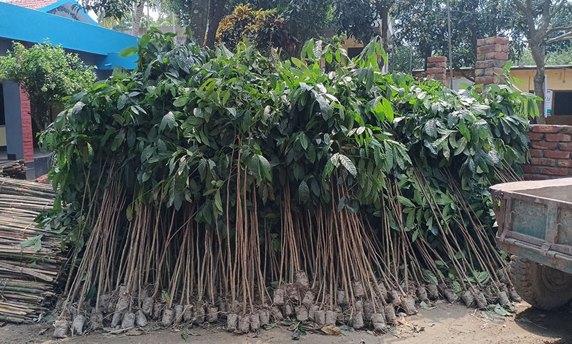 দিনাজপুরে ৮ লক্ষ চারা রোপণ: সবুজায়ন ও পরিবেশ সুরক্ষায় নয়া উদ্যোগ