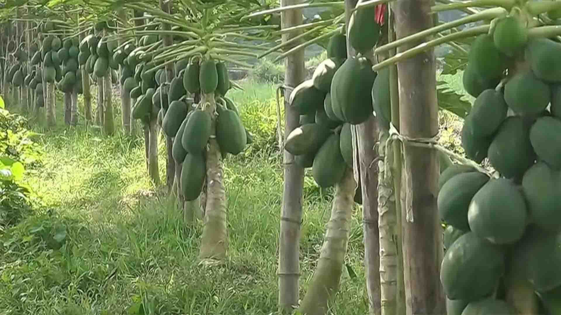 নোয়াখালীর হাতিয়ায় পরিত্যক্ত জমিতে পেঁপে চাষে সফল বিবিএ পাস সালাহউদ্দিন