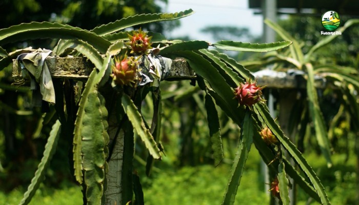 ড্রাগন চাষে সফল দিনাজপুরের গ্রাম বাংলা এগ্রো ফার্ম: সফল কৃষকের গল্প